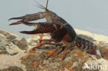 Red swamp crayfish (Procambarus clarkii)