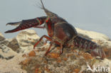 Red swamp crayfish (Procambarus clarkii)