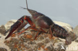 Red swamp crayfish (Procambarus clarkii)