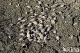 Gewone Poelslak (Lymnaea stagnalis)