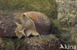 Great Pond Snail (Lymnaea stagnalis)