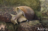 Great Pond Snail (Lymnaea stagnalis)