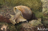 Great Pond Snail (Lymnaea stagnalis)