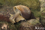 Great Pond Snail (Lymnaea stagnalis)