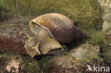 Great Pond Snail (Lymnaea stagnalis)