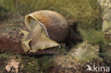 Great Pond Snail (Lymnaea stagnalis)