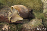 Great Pond Snail (Lymnaea stagnalis)