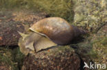 Great Pond Snail (Lymnaea stagnalis)