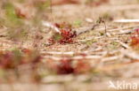 Sundew (Drosera spec.)