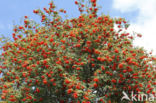 Lijsterbes (Sorbus)