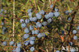 Sloe