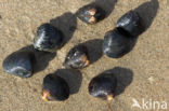 Asian Clam (Corbicula fluminea)