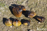 Asian Clam (Corbicula fluminea)