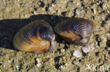 Aziatische korfmossel (Corbicula fluminea)