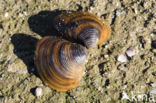 Aziatische korfmossel (Corbicula fluminea)