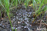 Asian Clam (Corbicula fluminea)