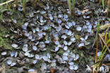 Aziatische korfmossel (Corbicula fluminea)