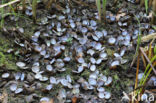 Asian Clam (Corbicula fluminea)