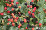 Bramble (Rubus spec)