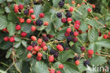 Bramble (Rubus spec)