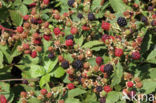 Bramble (Rubus spec)