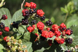 Bramble (Rubus spec)