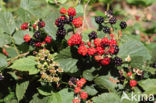 Bramble (Rubus spec)