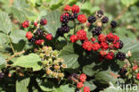 Bramble (Rubus spec)