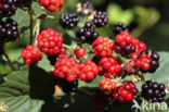 Bramble (Rubus spec)