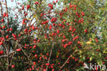 Egelantier (Rosa rubiginosa)