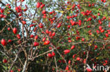 Egelantier (Rosa rubiginosa)