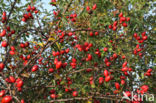 Egelantier (Rosa rubiginosa)