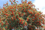 Lijsterbes (Sorbus)