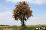 Lijsterbes (Sorbus)
