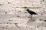 Hooded Crow (Corvus cornix)