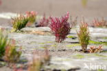 Zeekraal (Salicornia spec)