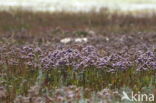 Common Sea Lavender (Limonium vulgare)