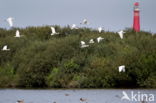 Eurasian Spoonbill (Platalea leucorodia)