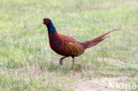 Ring-necked Pheasant (Phasianus colchicus)