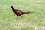 Ring-necked Pheasant (Phasianus colchicus)