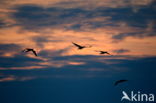 Aalscholver (Phalacrocorax carbo)