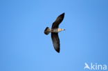 Lesser Black-backed Gull (Larus fuscus)