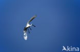 Eurasian Spoonbill (Platalea leucorodia)