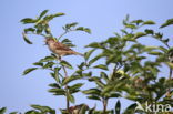 House Sparrow (Passer domesticus)