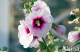 Stokroos (Alcea rosea)