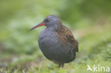 Waterrail (Rallus aquaticus)