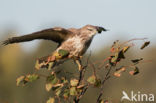 Buizerd (Buteo buteo)