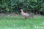 Ring-necked Pheasant (Phasianus colchicus)