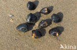 Aziatische korfmossel (Corbicula fluminea)