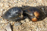 Asian Clam (Corbicula fluminea)